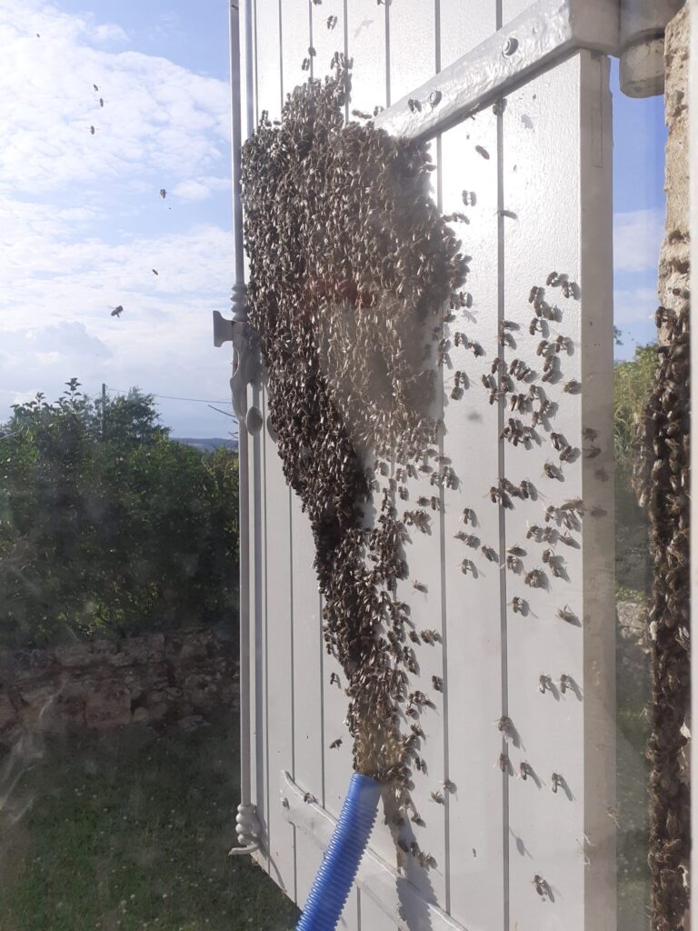 essaim abeille sur un volet