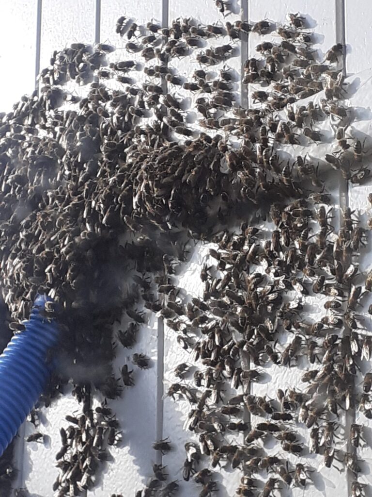 aspiration de l'essaim abeille sur un volet