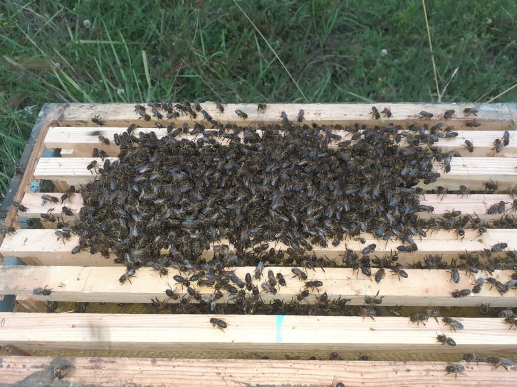 essaim abeille