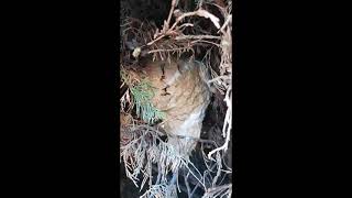 nid de guêpe dans une haie