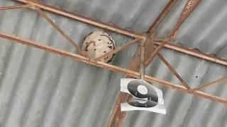 nid de frelon asiatique