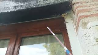 frelon dans un volet