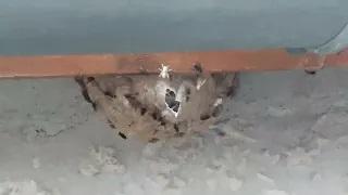 nid de frelon asiatique