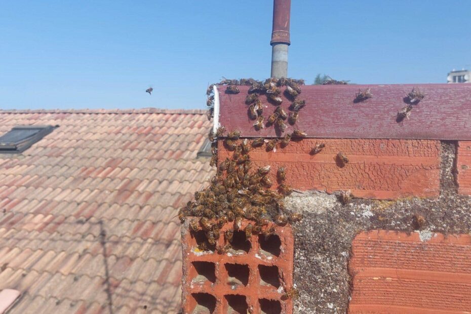 essaim dans un cheminée