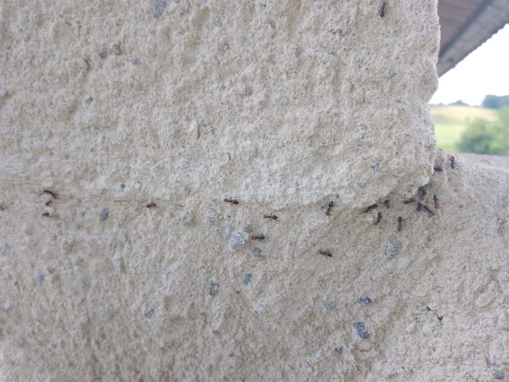 procession des fourmis