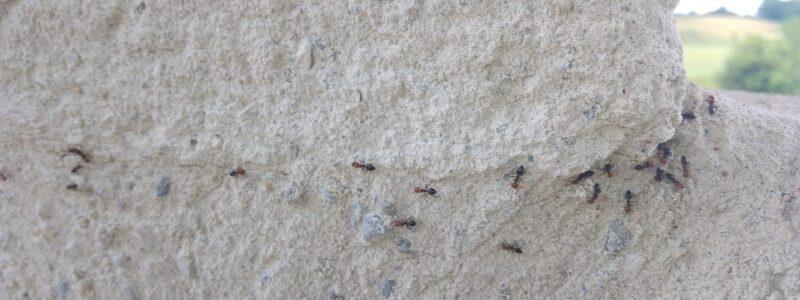 procession des fourmis