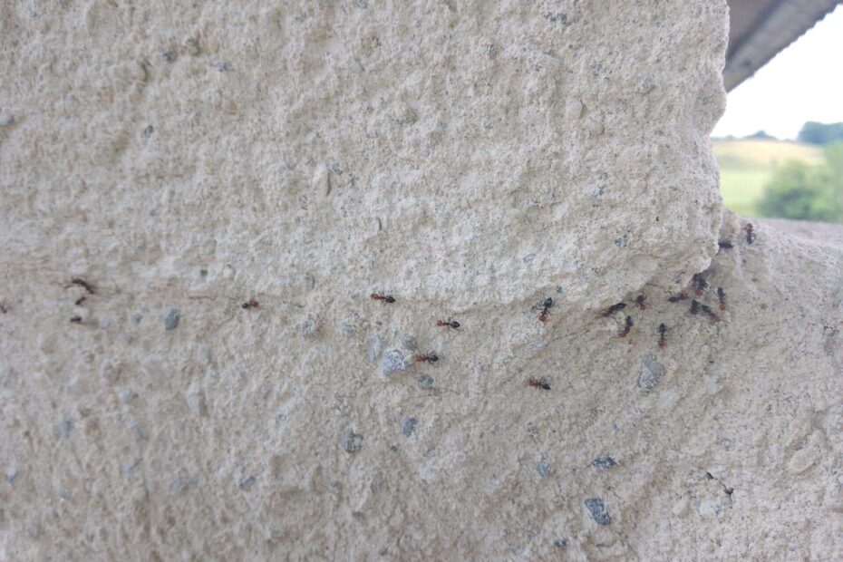 procession des fourmis