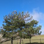 Pxl 20240306 094507429