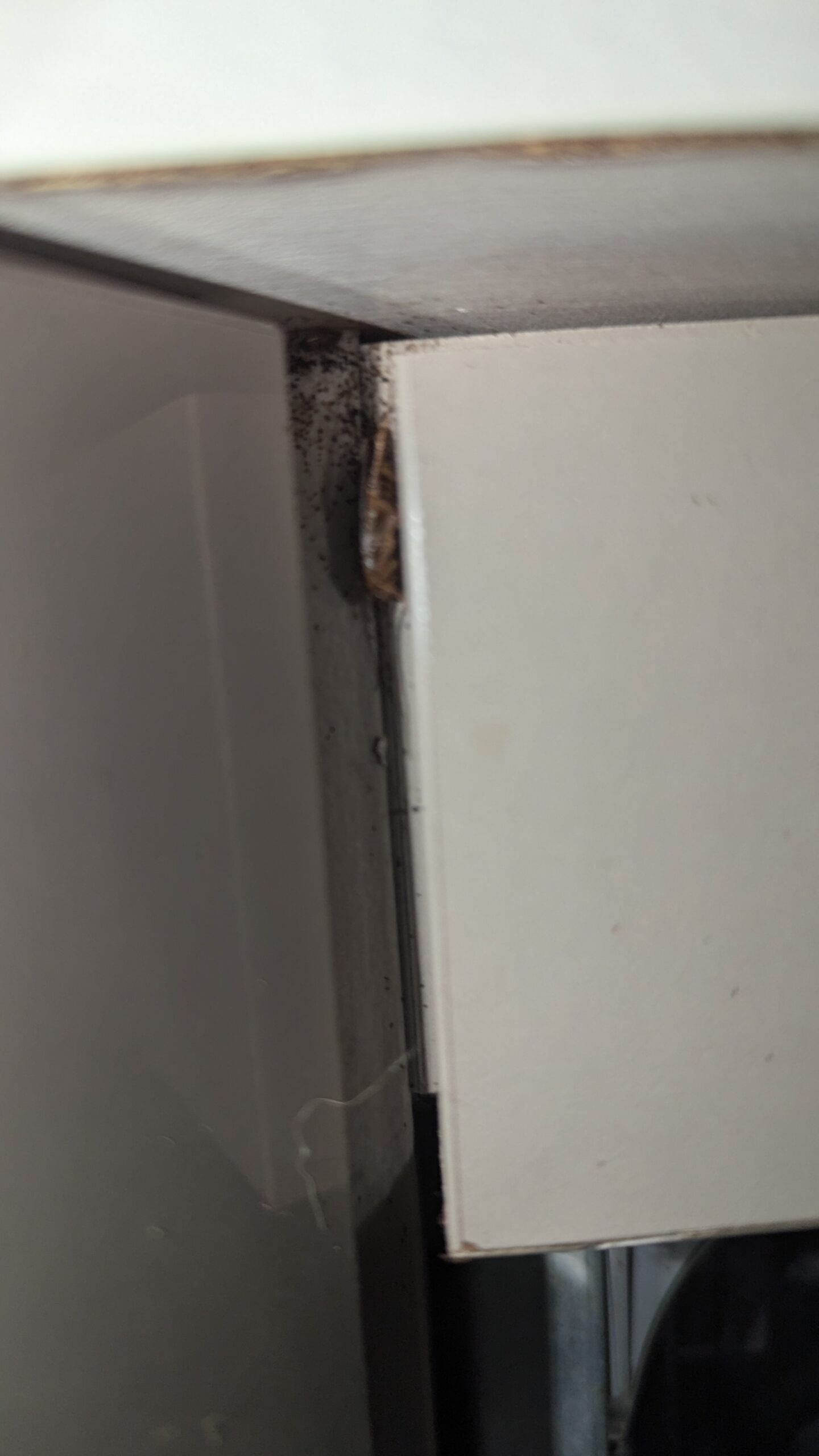 blatte qui cherche a ce cacher