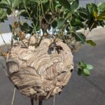 nid de frelon asiatique qui ressemble a la tête a toto