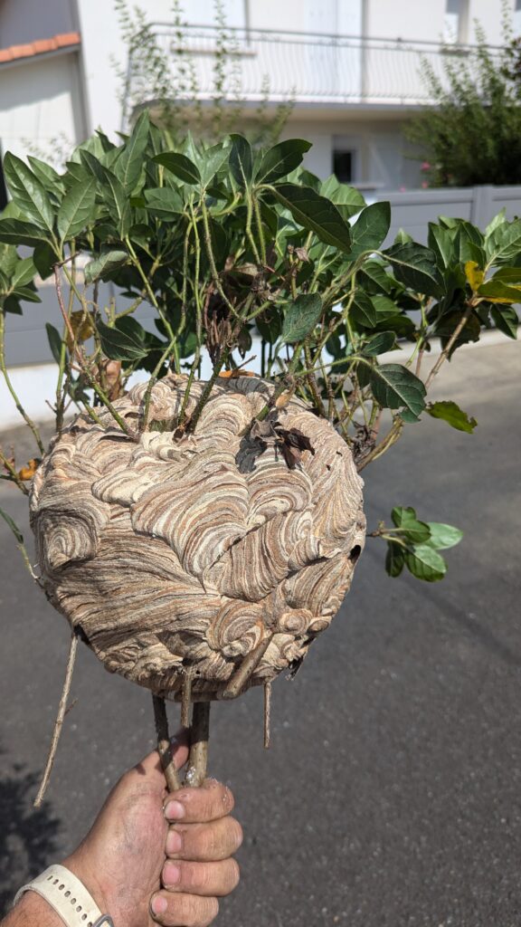 nid de frelon asiatique qui ressemble a la tête a toto