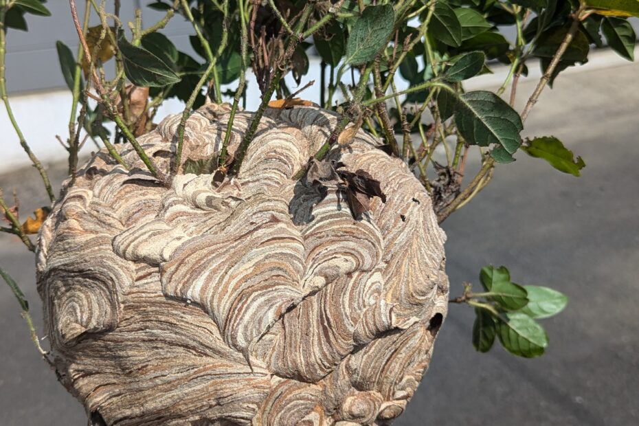 nid de frelon asiatique qui ressemble a la tête a toto